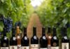 Wine Reviews 2025: Our Editors’ Favorite Bottles Wine bottles and grapes