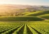 Top White Wine Brands Loved Across America Scenic Napa Valley vineyard