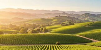 Top White Wine Brands Loved Across America Scenic Napa Valley vineyard
